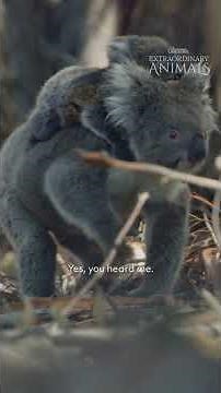 Extraordinary Animals: Koala
