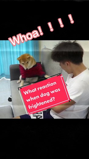 What reaction when dog was frightened? #dog #funny #funnyvideos #dogsofttiktok #fyp