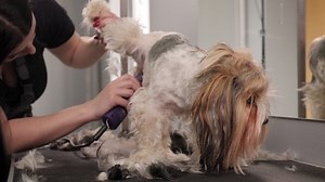 clip-1083094117-close-up-woman-trimming-small-beaver-york-dog