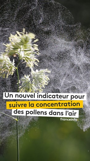 🌳 En France, 30% des adultes et 20% des enfants sont allergiques aux pollens. Pour aider à mieux les anticiper et les gérer, Atmo France met désormais à disposition des cartes de prévision des pollens, mises à jour quotidiennement et disponibles à l’échelle de chaque commune. 🎥 : Olivier Chauve #pollen #allergies #forest #spring #nature #franceinfo #santé | Franceinfo