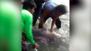 Beached and injured dugong rescued by Thai villagers
