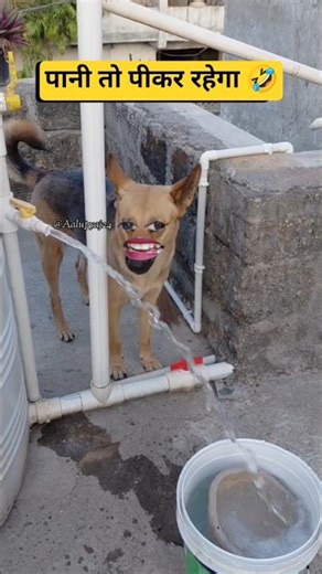 पानी तो पीकर रहेगा |🤣😂 Thethar puns comedy | #aalupyaj #comedy #ytfeeds #funny #thetharpuns