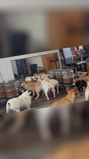 1.4K views · 54 reactions | Reflections new mirror to play with  | Staton’s French Bulldogs | Facebook