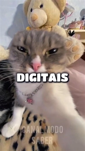 Por que os gatos miam? 🐱 #gatos #curiosidades #vocesabia #shorts #animaisfofos