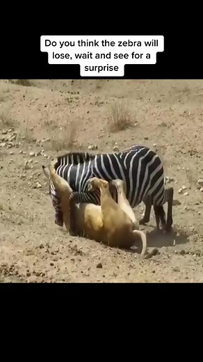 Zebra vs Lion #animalplanet #wildanimals #wildlife #wild #animalworld #Battle #prey #zebra #lions #fypシ゚ #fbreels | Eduard Fahilan Falqueza
