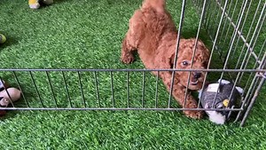 & Here is the Apricot Coat #Poodle | Bosky's Kennel - India | Facebook