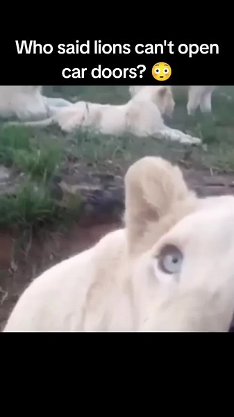 Lion Attempts to Open Car Door on Safari Adventure