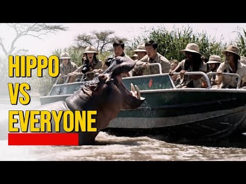 When Hippos Lose Their Temper: River Battles You Won’t Believe!