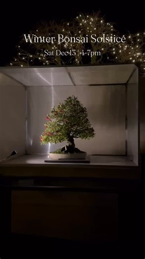 Planning your first nighttime visit? Here’s what to know Winter Bonsai Solstice offers a thrilling adventure in the dark—especially for kids who love exploring by flashlight (or phone light)! What to expect: ✨ One rolling level throughout (no stairs or steep grades) 🚶 Compact gravel paths (navigable by walkers, wheelchairs, and strollers) 🚗 Accessible drop-off right at the entrance 🅿️ Free parking about 1/3 mile from museum entrance 🔦 Low ambient lighting (that’s the magic!)—bring your flash