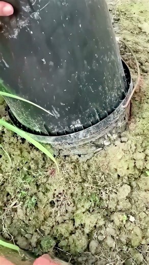 Shocking! Plant roots are bursting out of the pot’s bottom – this growth is insane!