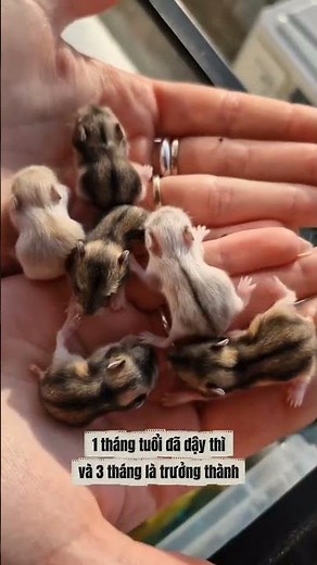 How long do hamsters live?