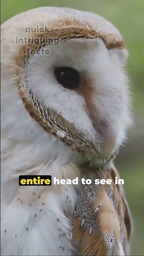 Owl Wonders: Secrets of Nature’s Silent Flyers Revealed #OwlFacts #SilentFlyers #NatureSecrets