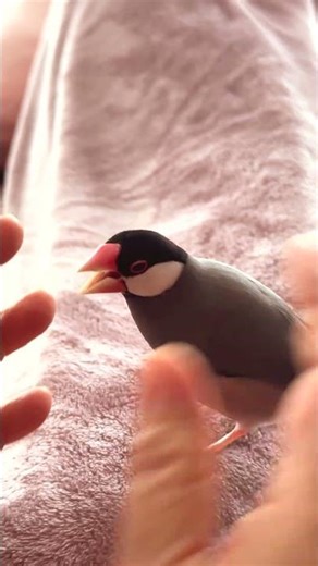 2026.2.14文鳥と母が楽しく遊ぶ Java sparrow and mother playing happily＃Shorts