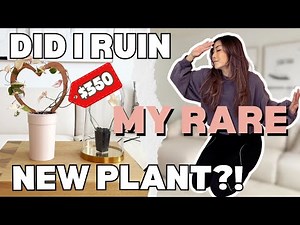 Did I RUIN my RARE PLANT? Fallopia Multiflora Variegata Care | Houseplant Propagation | Plant Chores