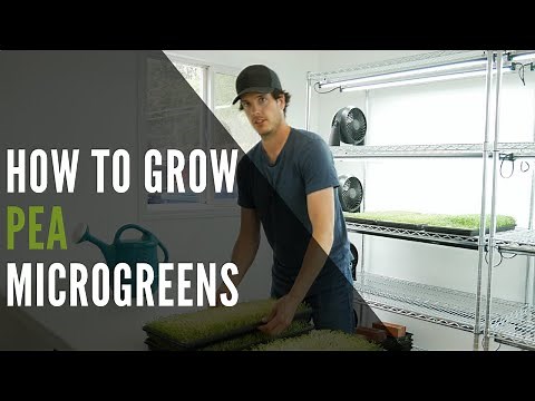 Pea Microgreens How To Grow From Seed To Harvest In 8 Days!