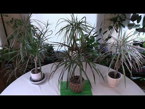 Madagascar Dragon Tree (Dracaena marginata) Care: What to Know