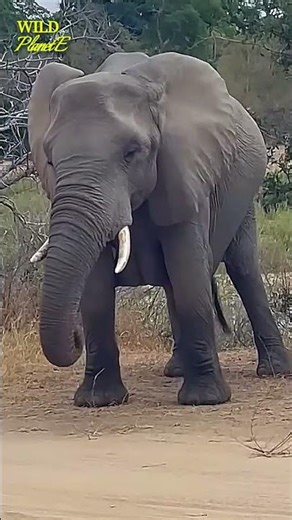 Pregnant Elephant Carrying Her Baby Elephant🐘💛#babyelephants