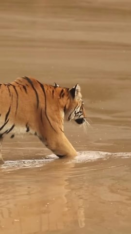 Capturing Nature’s Beauty: Tips for Stunning Wildlife Photography