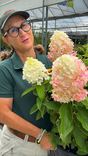 Panicle Hydrangeas wow with huge cone shaped blooms that shift from creamy white to soft pink as the season goes on. 💚 They thrive in full sun to part shade, are cold hardy, and bloom on new wood. 💚 Prune in late winter or early spring to keep them looking their best. 💚 Bonus: they are drought tolerant once established and make gorgeous cut flowers for arrangements! #paniclehydrangea #limelighthydrangea #latesummergarden #bloomingshrubs | Pike Nurseries