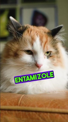 Cat diarrhea medicine/ how to treat diarrhea at home /Dr.hira saeed