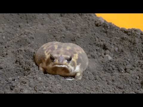 The frogs appeared on Valentine's Day