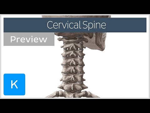 Vertebrae of the cervical spine (preview) - Human Anatomy | Kenhub