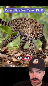 A NEW CAT SPECIES HAS BEEN DISCOVERED… #rare