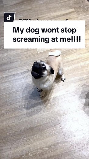 Fancy & Juicy the mini pug on TikTok