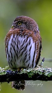 276K views · 10K reactions | ️黎Rain or shine, Thy Pygmy Owl Tour is...