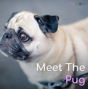 1.1K views · 33 reactions | Whether you have a Pug already or are wanting to adopt one, here are all the facts and tips for creating a lasting bond between you and your pup.  | TruDog | Facebook