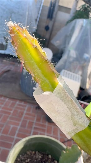 Flat Cut (Transverse Cut) #tropicalfruit