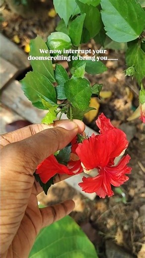 Meet the Indian Red Hibiscus — It's a whole wellness transformation waiting in your backyard.