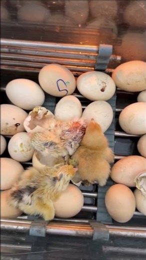 Glass box Hatching without any temperature Controller !