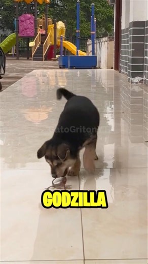 FIRULAIS VENCE A GODZILLA #parody