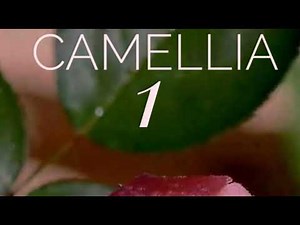 Ebiet G Ade - Full Album 1 ( 1979 ) #CAMELLIA 1