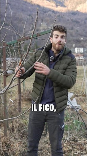 Come POTARE il FICO #fico #potatura #potare #alberidafrutto