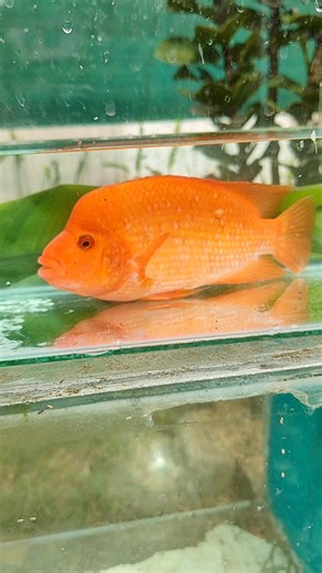 Midas cichild fish #exoticfishes #cichild #midas