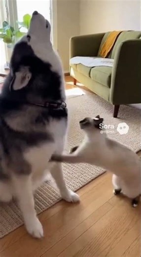 Husky Howls Too Loud, Cat Slaps Him Silent 😳🐱➡️🐶 #husky #cat #funnyanimals #petvideo #dog