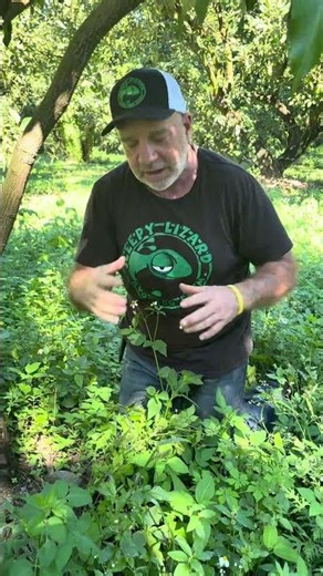 How to tell if your backyard fruit tree is grafted