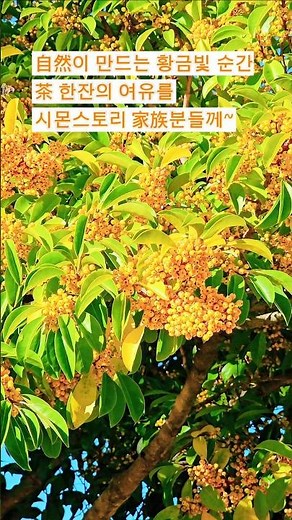 먼나무열매 자연이 만드는 황금빛 순간 열매#노란먼나무열매#먼나무#힐링자연#가든