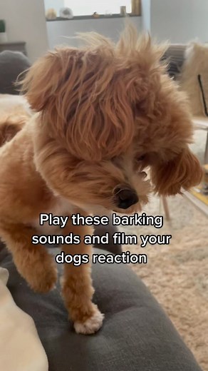 Confuse Your Dog with These Barking Sound Effects