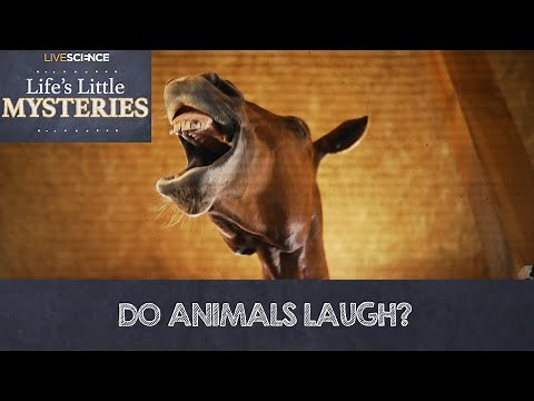 Do Animals Laugh?