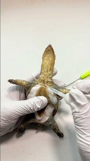 Immortalized Turtle Taxidermy Guide 🐢 #Pet #Reptile #Animal