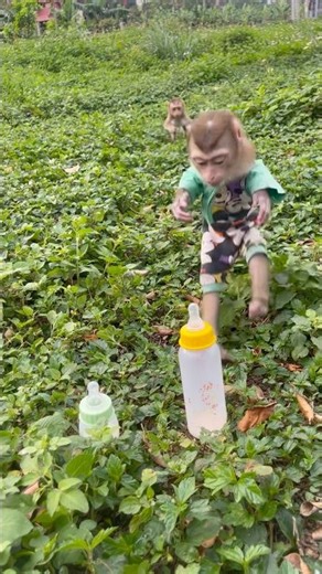 Two monkeys came to get the milk bottle.