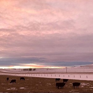 #ourwyominglife #ranch #ranchlife #sky #pretty #cow #cows #goodnight #sunset | Our Wyoming Life