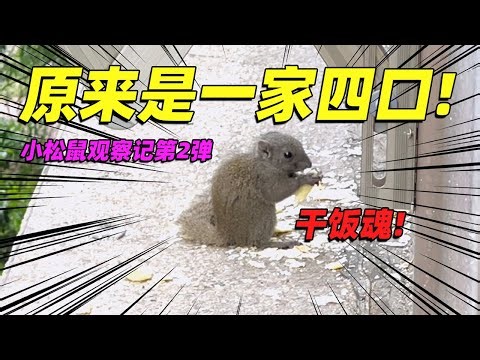 【小松鼠观察记02】“来都来了”一家子和鸟儿们的关系咋样了?