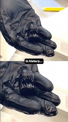 Anglerfish / this is the actual size of deep sea anglerfish that was recently seen #angler