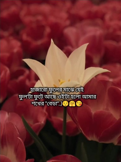 🕊.⋆𝑨𝒏𝒈𝒍𝒆ᥫ᭡.࿐ (@evil_angle_05)’s videos with original sound - afra