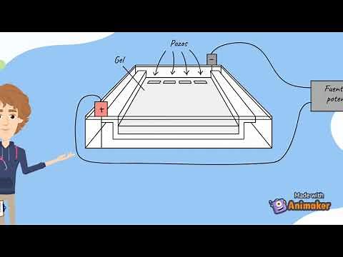 ¿Qué es una electroforesis?