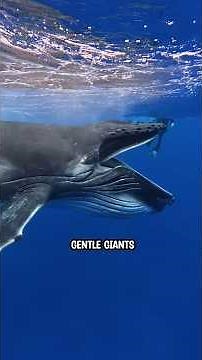 What Happens If a Sperm Whale Clicks at You in full Power?